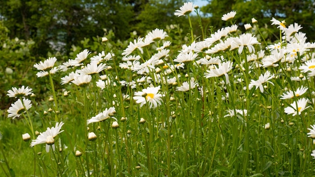 Chamomile flower in field chamomile flower outdoor wildflower chamomile flower