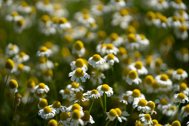 Chamomile flower field