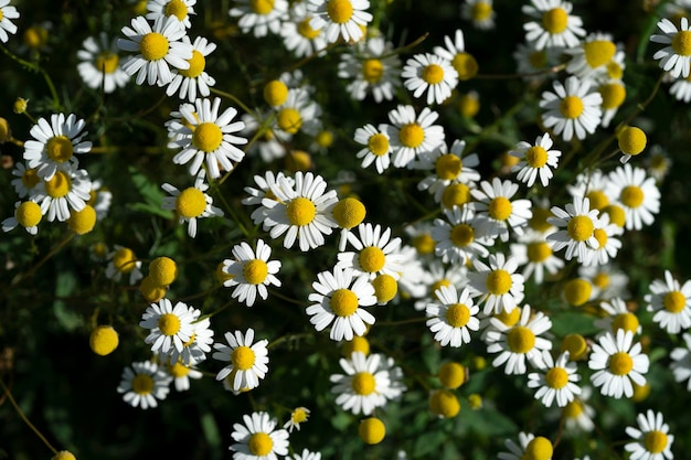 Chamomile flower field