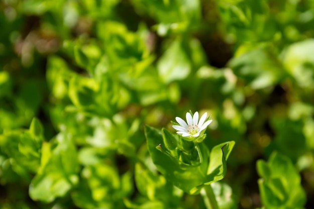 Chamomile flower on green background