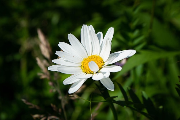 Chamomile flower among green grass and leaves