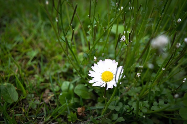 Chamomile flower among green grass and leaves