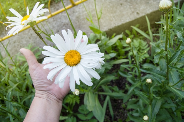 ヤシの緑の背景に手でカモミールの花