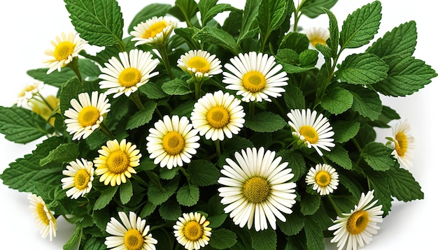 Chamomile flower mint leaves composition isolated on white