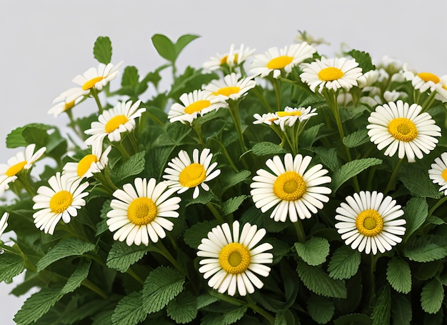 カモミールの花ミントの葉の白で隔離される組成