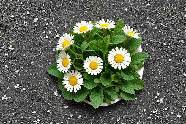 Chamomile flower mint leaves composition isolated on white