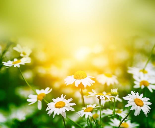 Chamomile flower in nature