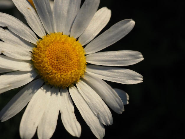 chamomile flower in the rays of the setting sun