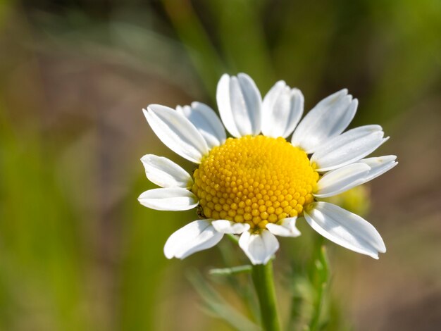 Chamomile flower