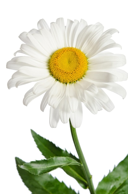 Chamomile flower