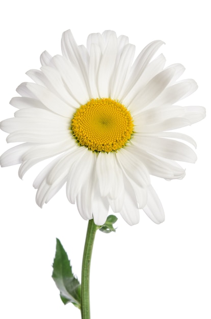 Chamomile flower