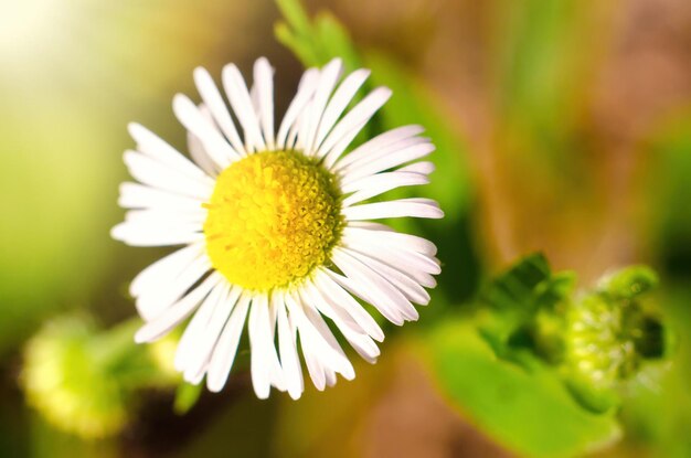 Chamomile flower