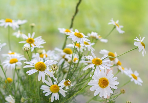 Chamomile flower