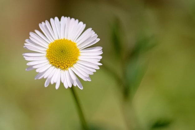 Chamomile flower