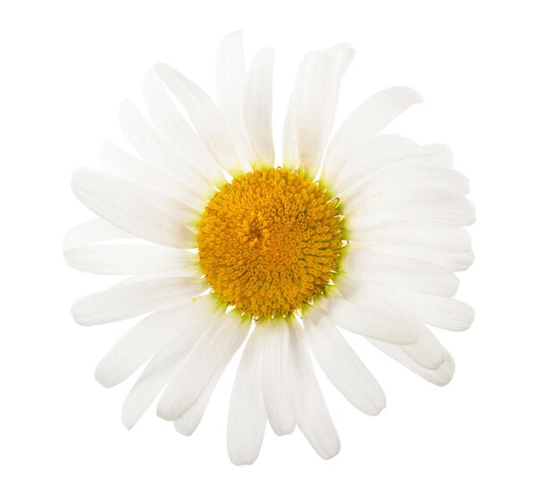 Photo chamomile flower