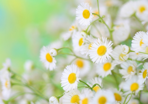 Chamomile flower