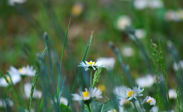 Chamomile flower