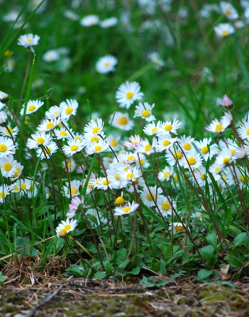 Chamomile flower