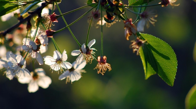 Chamomile flower