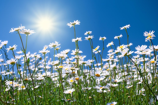 Chamomile flowers against blue sky