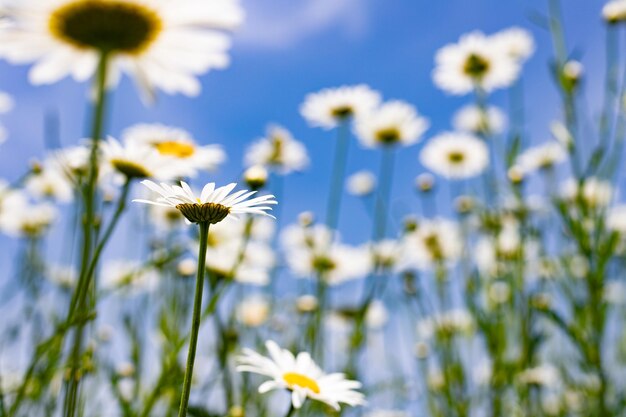 chamomile flowers against the blue sky