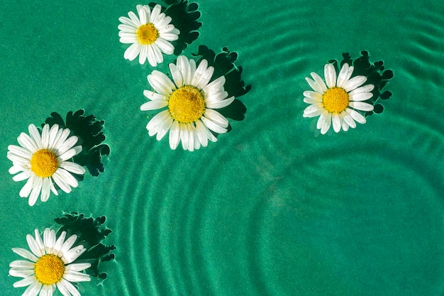 Chamomile flowers on an aquatic green background under sunlight Top view flat lay