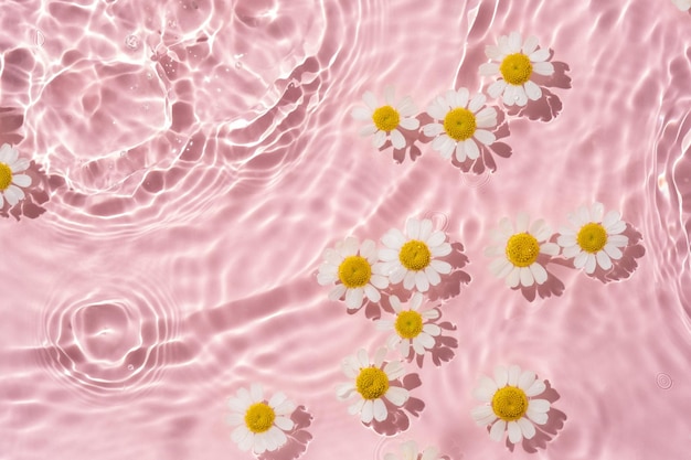카모마일 꽃은 물 위의 한 방울에서 떠다니는 얼룩입니다.