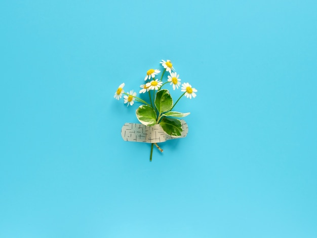 Chamomile flowers attached with medical aid patch to blue mint wall. Creative minimalist flat lay, top view from above.