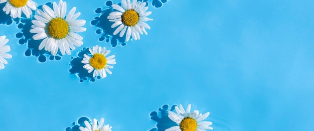 Chamomile flowers on a background of blue water Top view flat lay Banner