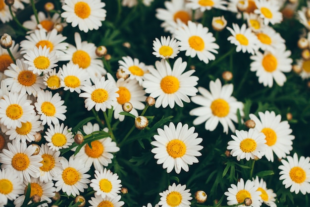 Chamomile flowers blooming on the field