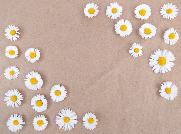 Foto fiori di camomilla su carta artigianale marrone con copia spazio.