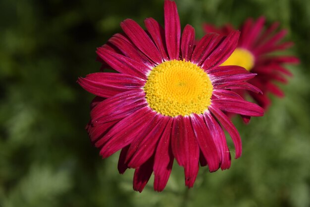 カモミールの花のクローズアップ上面図