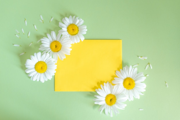 Chamomile flowers in envelope on colorful background