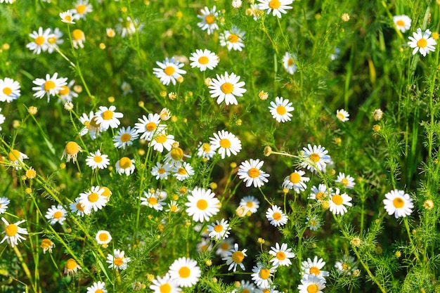 カモミールの花畑 医療の花が咲く美しい自然の風景 夏の背景