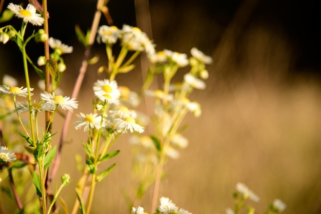 Chamomile flowers field close up with sun flares Daisy flowers