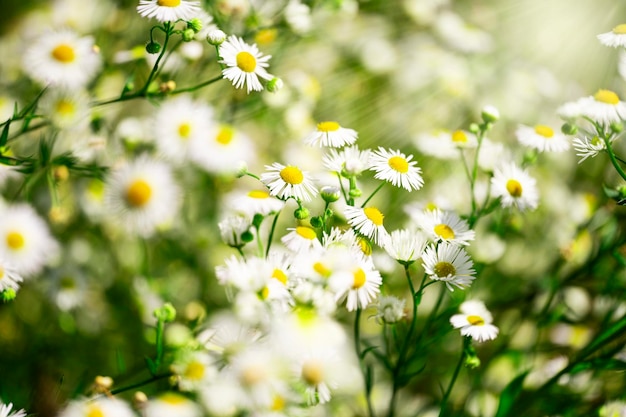 Foto fiori di camomilla campo ampio sfondo alla luce del sole margherite estive