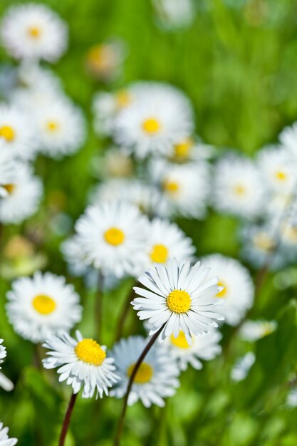 Chamomile flowers field 