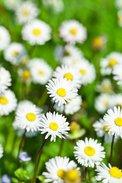 Chamomile flowers field