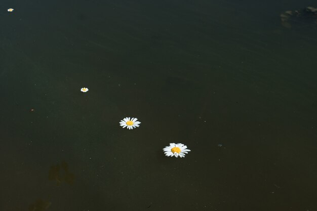 chamomile flowers float in the muddy water of the pond