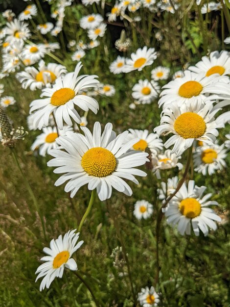 Photo chamomile flowers flourishing