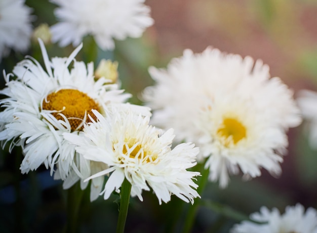 庭のカモミールの花