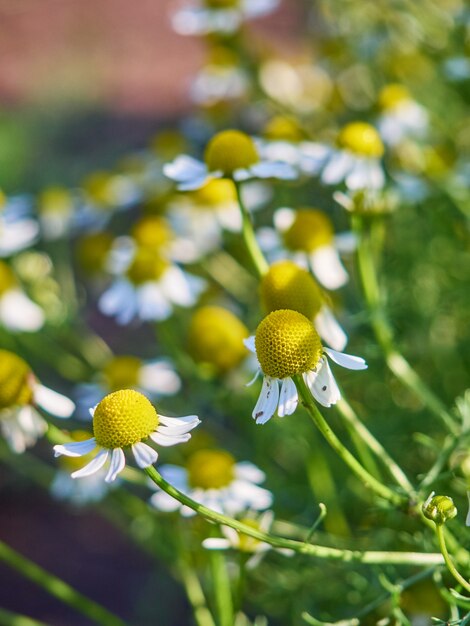 庭のカモミールの花