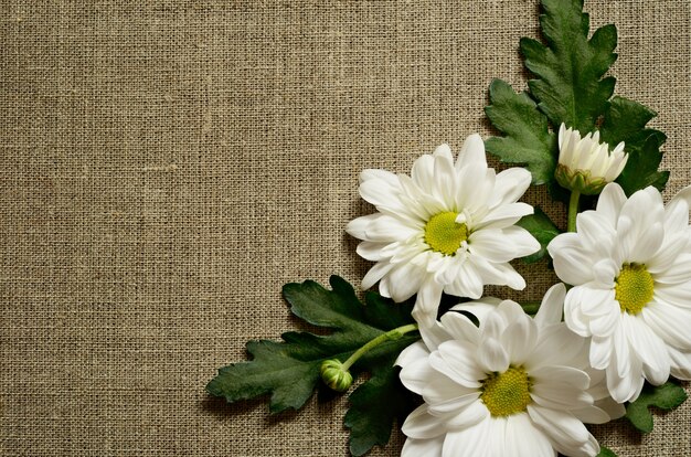 Chamomile flowers on gray canvas background