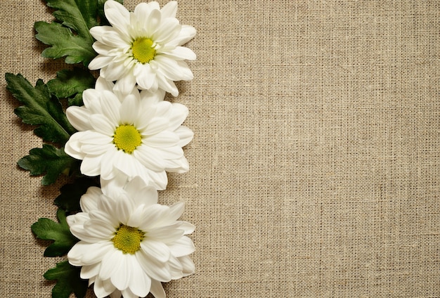 Chamomile flowers on gray canvas background