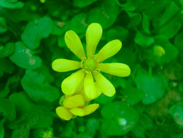 緑の葉の写真のカモミールの花