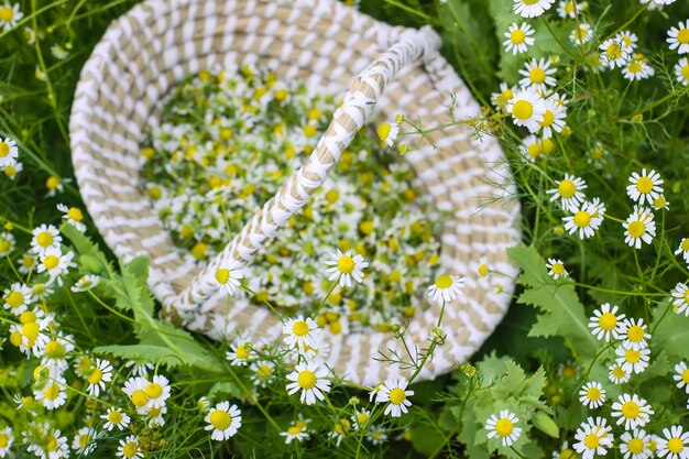 写真 屋外のかごの中のカモミールの花 開花期の薬用植物