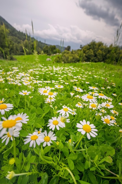 Chamomile flowers on a meadow outdoors