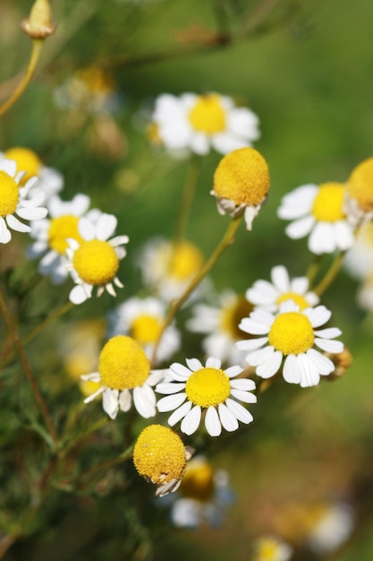 夏の牧草地にカモミールの花