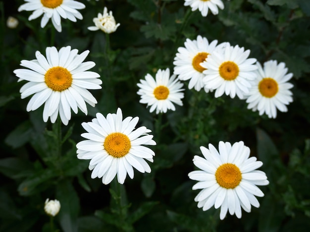 Chamomile flowers in the meadow.