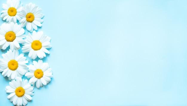 Chamomile flowers on pastel blue background with top view and copy space.